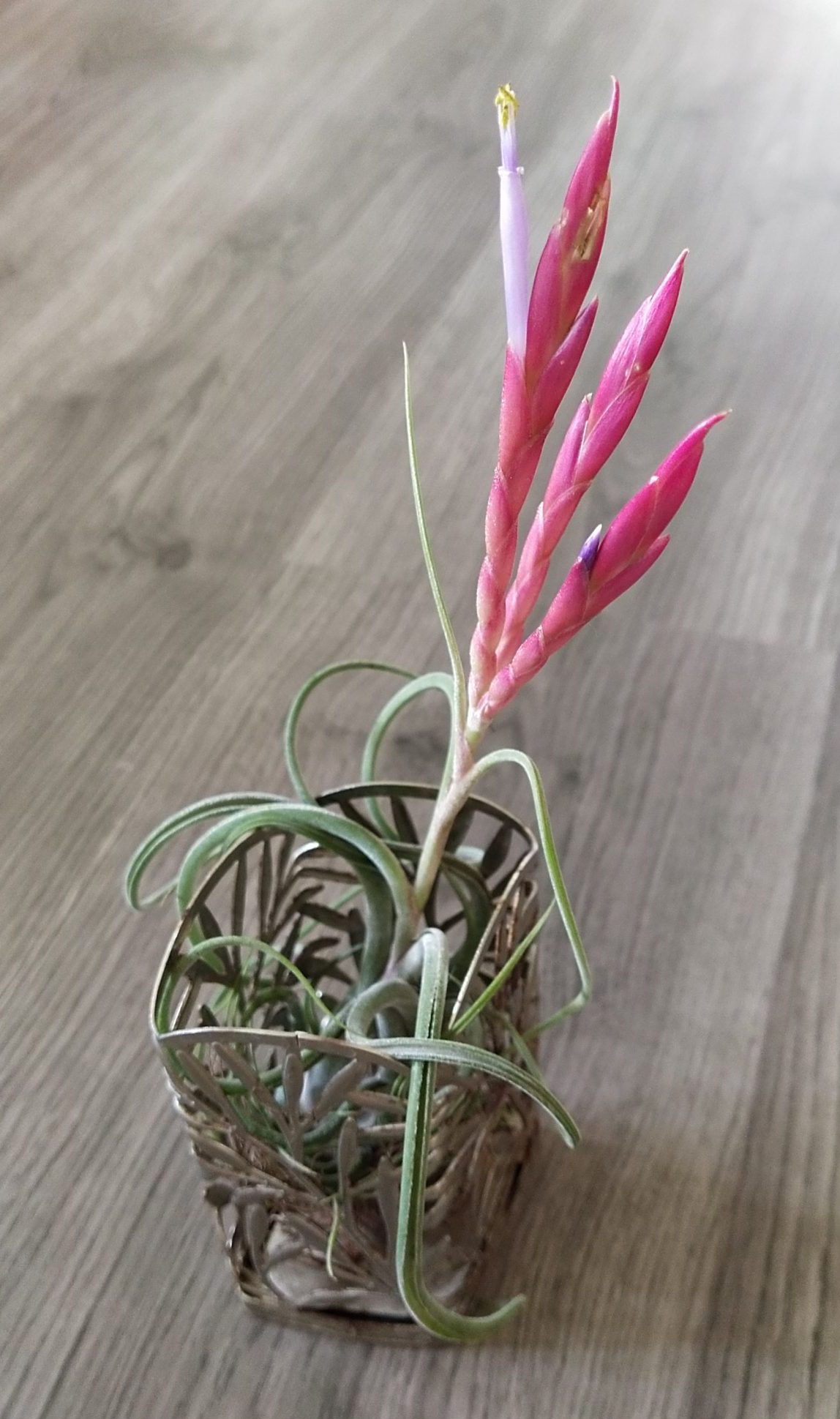 How to take care of Medusa  the plant, not the she-monster  Luscious Mind